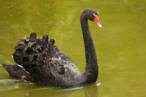 swimming black swan 8413