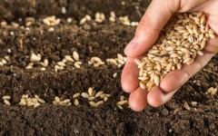 planting seeds and living generously