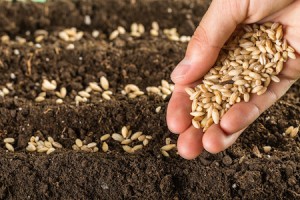 planting seeds and living generously